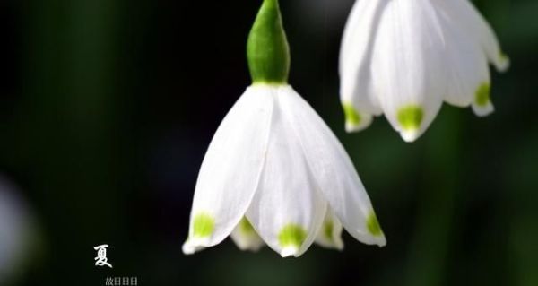 夏至将至：与夏至节气有关的诗句和壁纸
