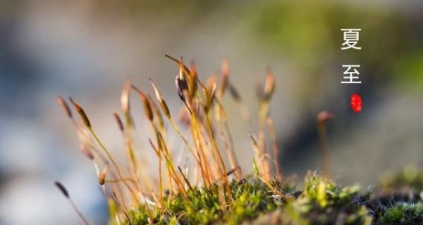 夏至将至：与夏至节气有关的诗句和壁纸