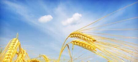 今日迎来“芒种”节气：麦黄梅熟，仲夏开始