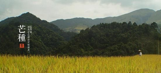 今日迎来“芒种”节气：麦黄梅熟，仲夏开始
