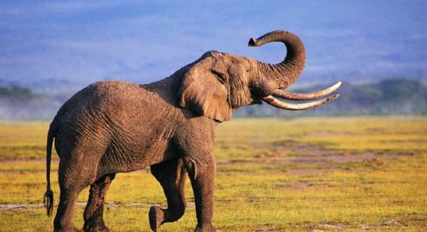 大象为什么不长毛？