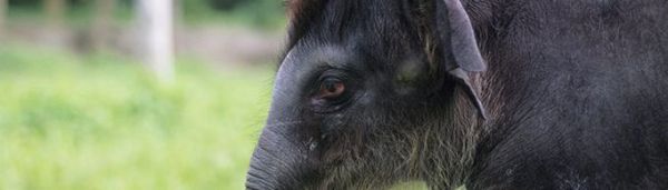 大象为什么不长毛？