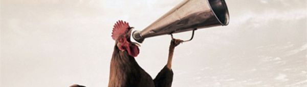 公鸡为什么打鸣？