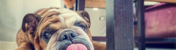 狗在天热时为什么会吐舌头？