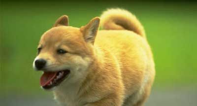 狗在天热时为什么会吐舌头？