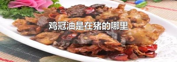 鸡冠油是在猪的哪里