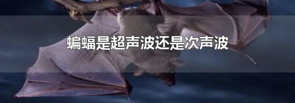 蝙蝠是超声波还是次声波