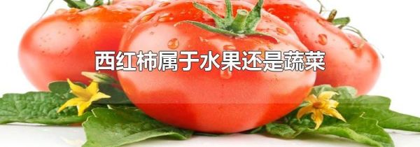 西红柿属于水果还是蔬菜