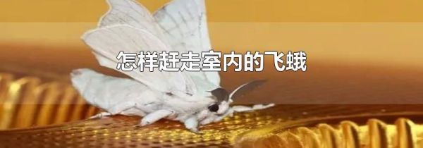 怎样赶走室内的飞蛾