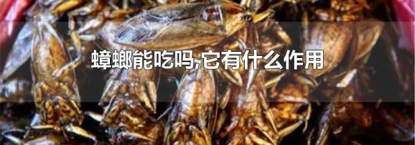 蟑螂能吃吗,它有什么作用