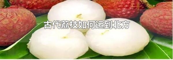 古代荔枝如何运到北方