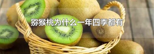 猕猴桃为什么一年四季都有