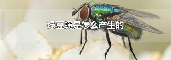 绿豆蝇是怎么产生的