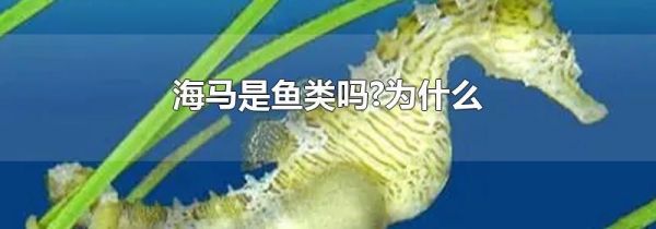 海马是鱼类吗?为什么