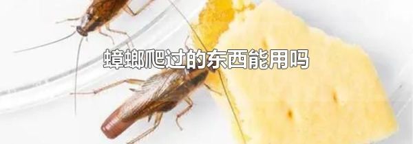蟑螂爬过的东西能用吗
