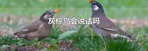 灰椋鸟会说话吗
