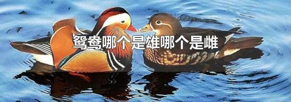 鸳鸯哪个是雄哪个是雌