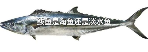 鲅鱼是海鱼还是淡水鱼