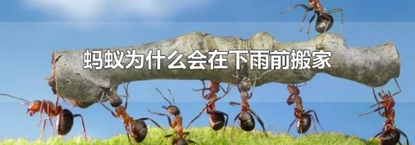 蚂蚁为什么会在下雨前搬家