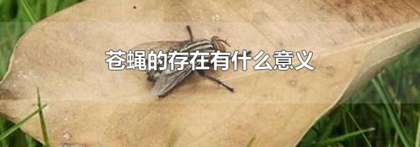 苍蝇的存在有什么意义