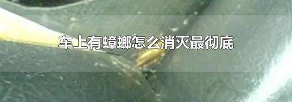 车上有蟑螂怎么消灭最彻底