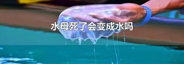 水母死了会变成水吗