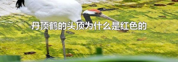 丹顶鹤的头顶为什么是红色的