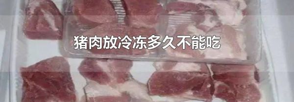 猪肉放冷冻多久不能吃