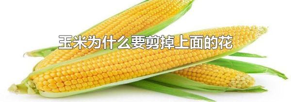 玉米为什么要剪掉上面的花