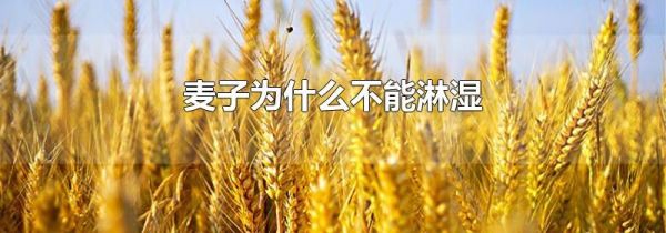 麦子为什么不能淋湿