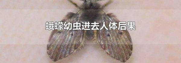 蛾蠓幼虫进去人体后果