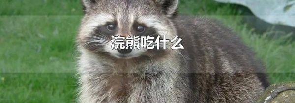 浣熊吃什么