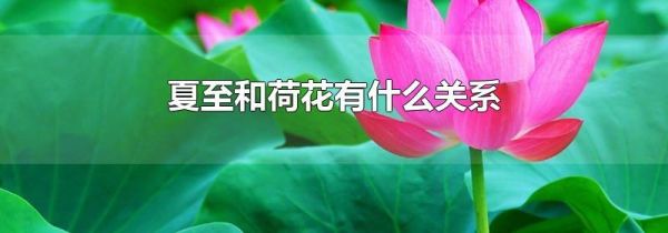 夏至和荷花有什么关系