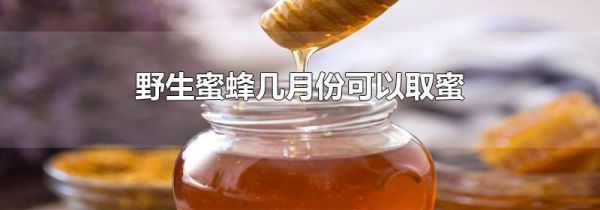 野生蜜蜂几月份可以取蜜