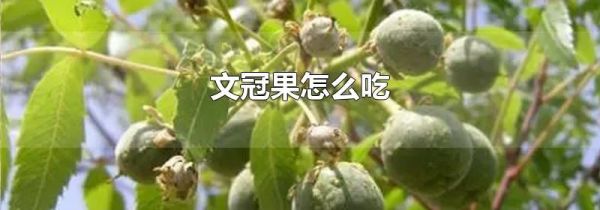文冠果怎么吃
