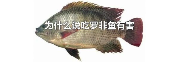 为什么说吃罗非鱼有害