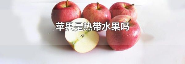苹果是热带水果吗