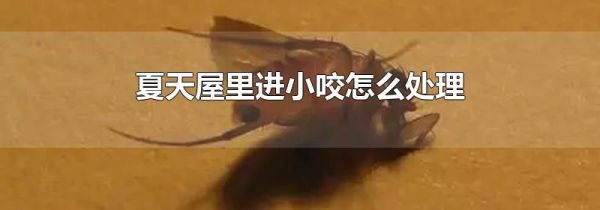 夏天屋里进小咬怎么处理