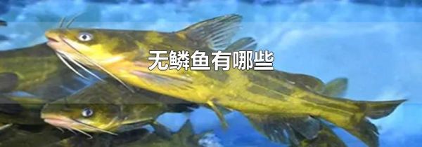 无鳞鱼有哪些