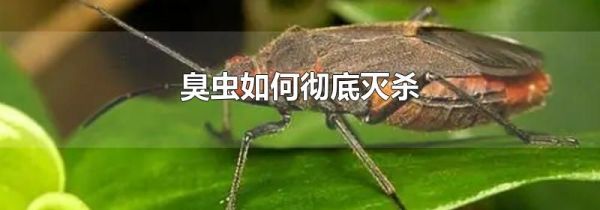 臭虫如何彻底灭杀