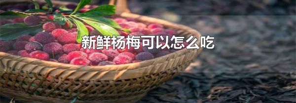 新鲜杨梅可以怎么吃