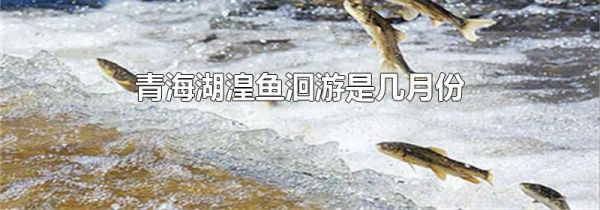 青海湖湟鱼洄游是几月份
