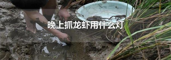 晚上抓龙虾用什么灯