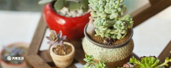 多肉植物摊大饼了怎么办 多肉植物摊大饼了怎么处理