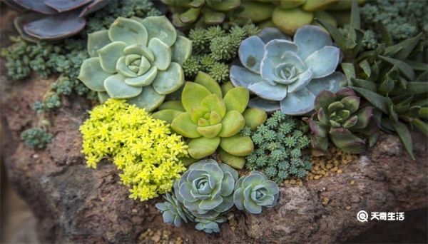 多肉植物摊大饼了怎么办 多肉植物摊大饼了怎么处理