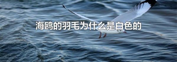海鸥的羽毛为什么是白色的