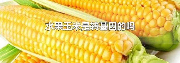 水果玉米是转基因的吗