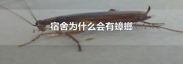宿舍为什么会有蟑螂