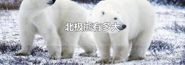 北极熊有多大