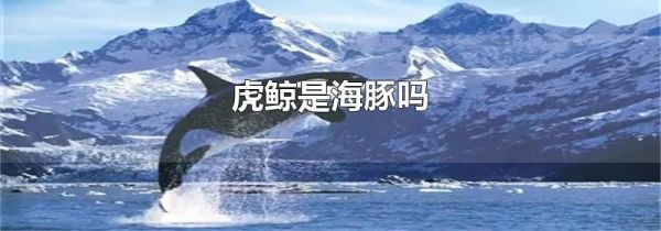 虎鲸是海豚吗